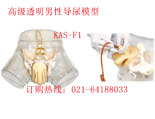 透明男性導(dǎo)尿模型