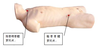 骨髓穿刺訓練模型